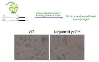 4% thioglycolate broth 투여에 의한 복막염 유도 및 복막 macrophage 분리