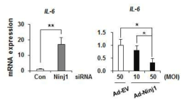 Ninjurin1 발현에 따른 IL-6 mRNA 변화