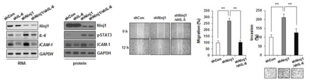 Ninjurin1 발현에 따른 IL-6/pSTAT3/ICAM-1 단백질 변화 및 세포 성상 변화