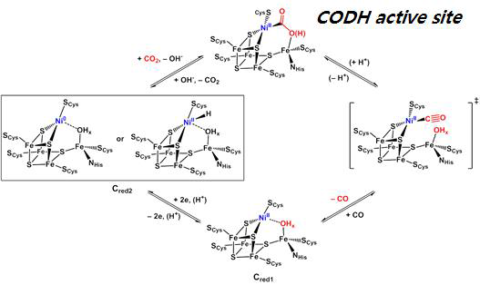 제안된 CODH에서의 이산화탄소의 일산화탄소 전환 반응 메커니즘