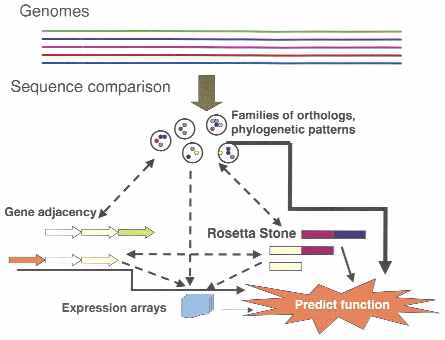 비교유전체학을 통한 유전자의 분자기능 annotation (Galperin and Koonin, 2000)