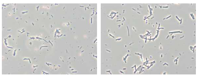 농화 배양된 환경 시료의 visible wavelangth microscope 영상 (4번 Chicken feces 배양 결과)