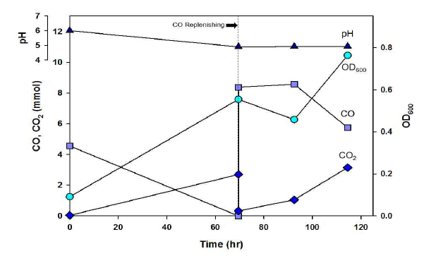 새로운 Vitamin stock solution을 사용시 동일한 조건에서의 C. autoethanogenum 의 성장 곡선