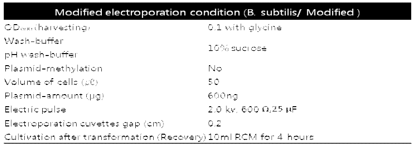 변형 및 최적화한 Clostridium 균주용 형질전환 방법