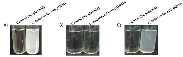 C. beijerinckii 형질전환 균주의 액체배양 결과