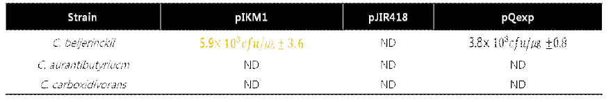 각 벡터들이 갖는 Clostridium 시험 균주로의 transformation efficiency