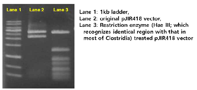 pJIR418 벡터에 제한 효소 HaeIII를 처리한 결과