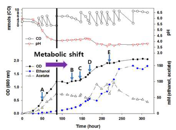 C. autoethanogenum 균주의 CO 기질주입 회분배양에 따른 균주 생장 및 생산물 생산