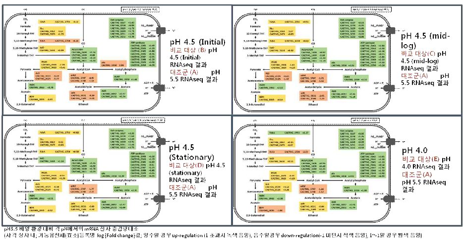 C. utoethanogenum 균주의 각 배양 환경 변화에 따른 효소별 mRNA 전사 수준 변화 비교