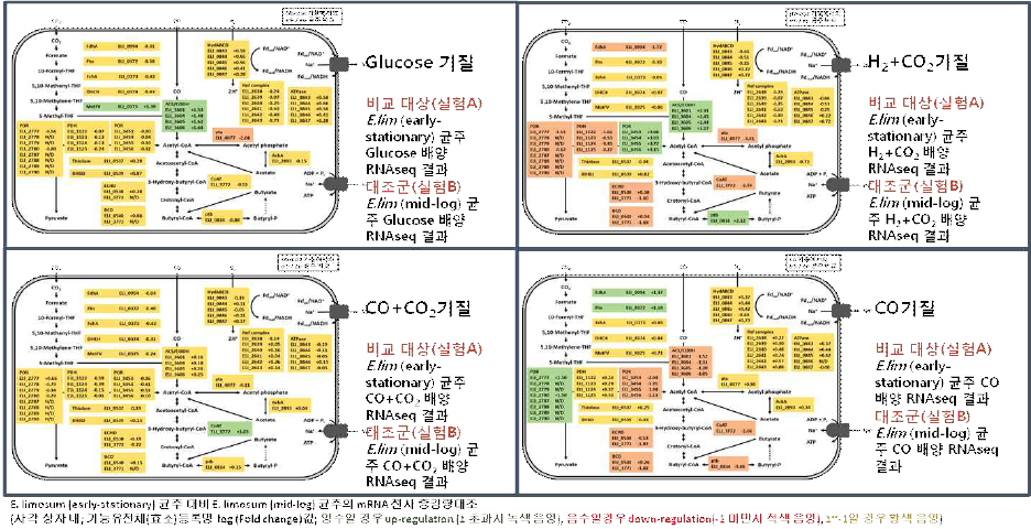 Eubacterium limosum 균주의 각 기질조건 변화에 따른 효소별 mRNA 전사 수준 변화 비교