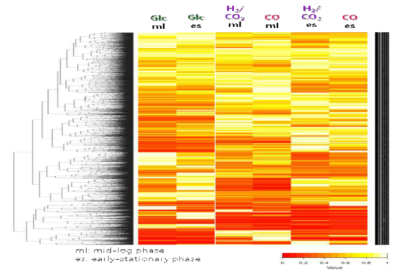 E. limosum 균주의 3가지 기질조건 2가지 생장 시기에서의 전사체 발현 heat-map