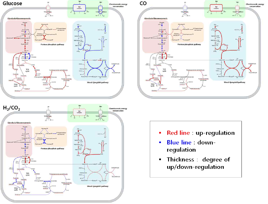 E. limosum 균주의 각 기질별 전사체 조절 데이터 기반 carbon & energy metabolism 에서의 metabolic flux