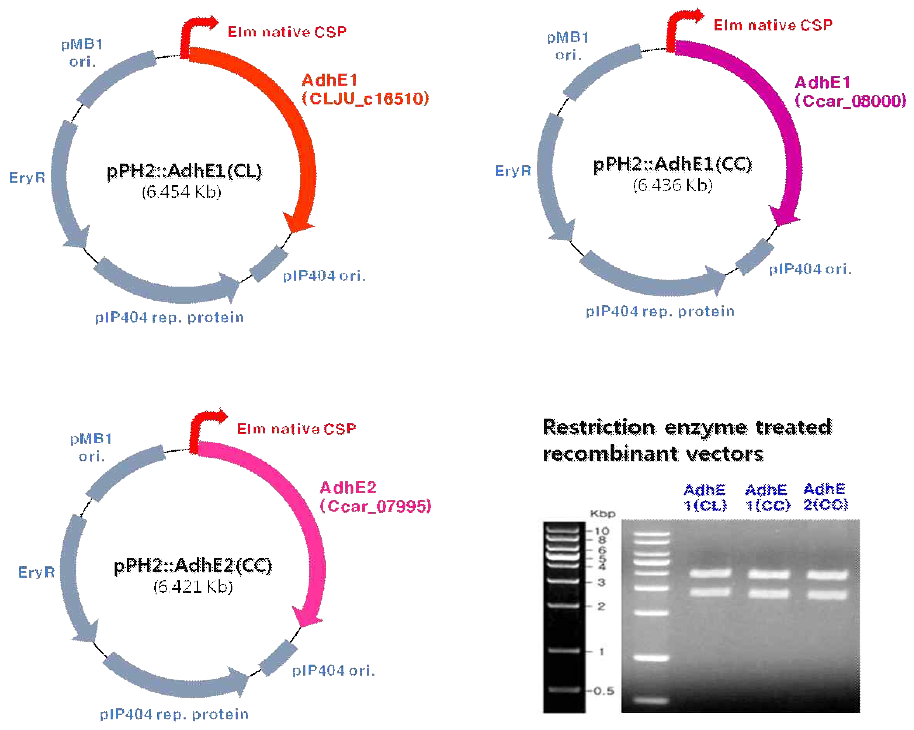 AdhE 발현 유전자 도입용 E. limosum 균주 맞춤형 shuttle & expression 벡터 디자인 및 완성된 벡터의 유전적 확인