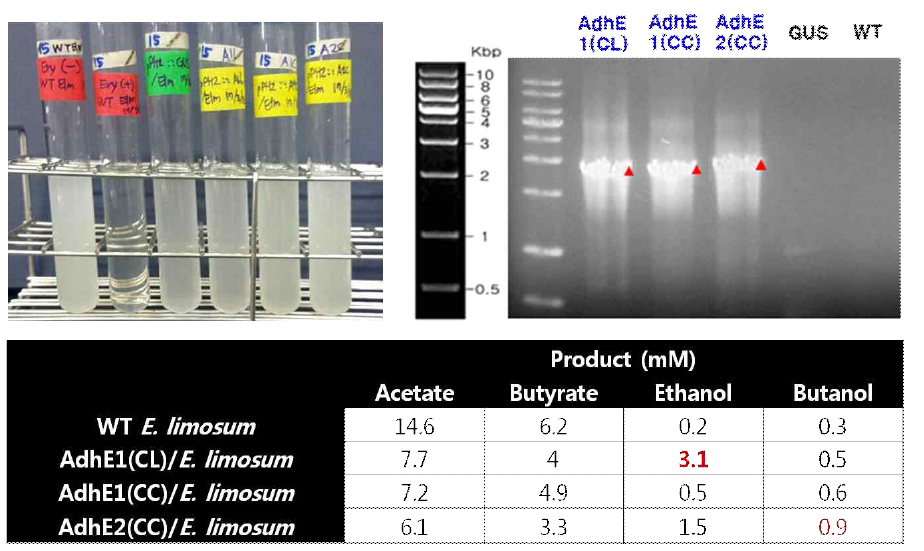AdhE 발현 유전자가 도입된 형질전환 E. limosum 균주와 생산물 profiling 결과