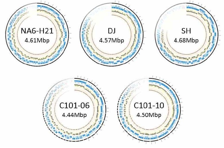 분리 균주 다섯 종의 원형 유전체 지도
