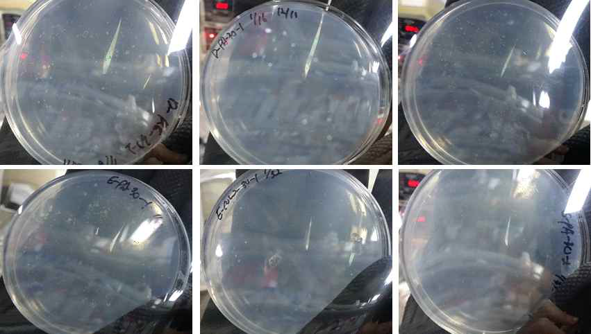 Single colonies on agar plates