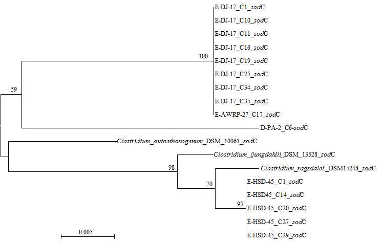 Phylogenetic analysis of the sodC genes from pure isolates