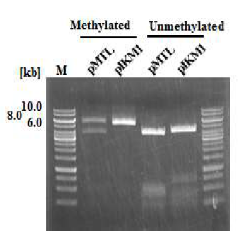 재조합 플라스미드의 메틸화 여부 확인