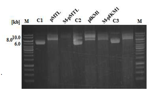 Clostridium sp. AWRP-C17 균주의 endonuclease 활성 검증