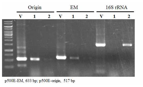 pMTL500E의 Clostridium sp. AWRP-C17 도입 및 PCR 분석