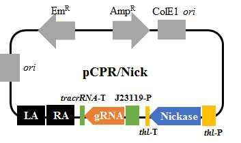 CRISPR/Nickase 기반 재조합 플라스미드 제작