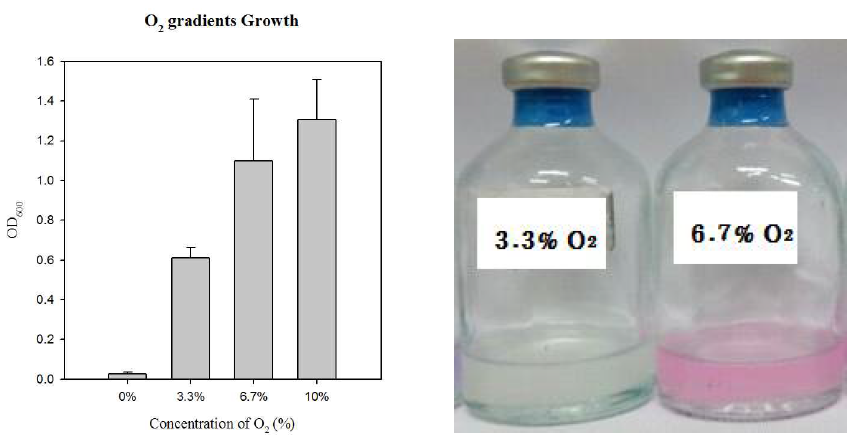 Autotrophic growth with O2 gradients of wild-type R. eutropha NCIMB11599 (left) and color change in the culture broth of R. eutropha with initial oxygen concentrations after 120 h of cultivation (right)