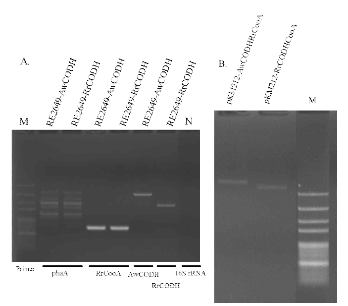 Ralstonia eutropha transformation results :(A) colony PCR, (B) plasmids extraction