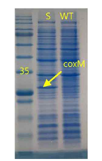 SDS PAGE analysis (WT: R. eutropha　KCTC2649, S: R. eutropha KCTC2649 (pKM212-PsCoxSML)