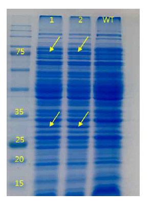 SDS Page analysis of E. coli XL1-Blue expressing OcCoxSML under tac promoter grown in LB medium. (Size, coxL, 88.7 kDa coxM, 30.2 kDa coxS, 17.7 kDa)