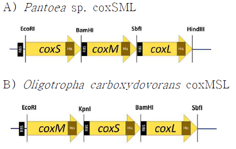 Insertion of RBS site in the cox operon