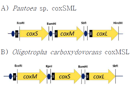 Insertion of tac promoter in the cox operons