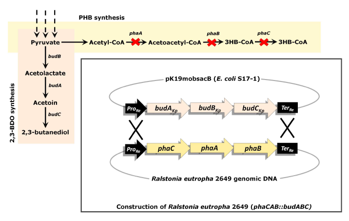 Chromosomal Integration of budABC operon in R. eutropha 2649