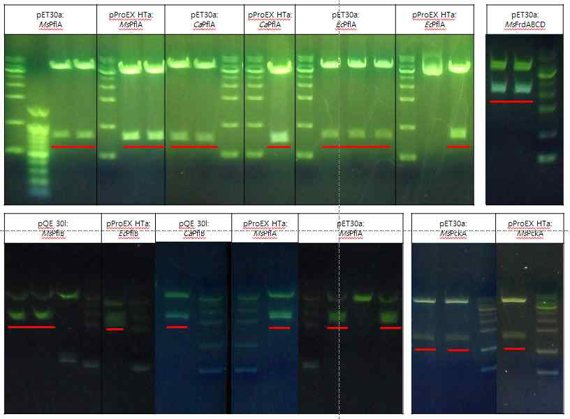 pET30a: MsPflA, MsPflB, CaPflA, EcPflA, MsPckA, MsFrdABCD, pProEX Hta: MsPflA, MsPflB, CaPflA, EcPflA, EcPflB, MsPckA pQE 30l: MsPflB, CaPflB 총 14종에 대한 유전자원 확보