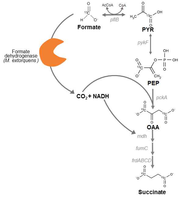 M. extorquens의 formate dehydrogenase II에 의한 개미산 동화 및 숙신산 생산 모식도