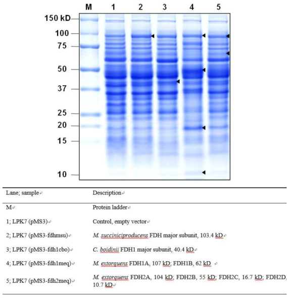 여러 M. succiniciproducens 균주들의 soluble protein SDS-PAGE 분석. 화살표는 각 formate dehydrogenase들의 specific molecular weight를 표시한다