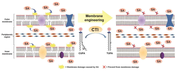 CTI를 이용한 M. succiniciproducens 세포 막에 존재하는 CUFA의 TUFA 전환 모식도