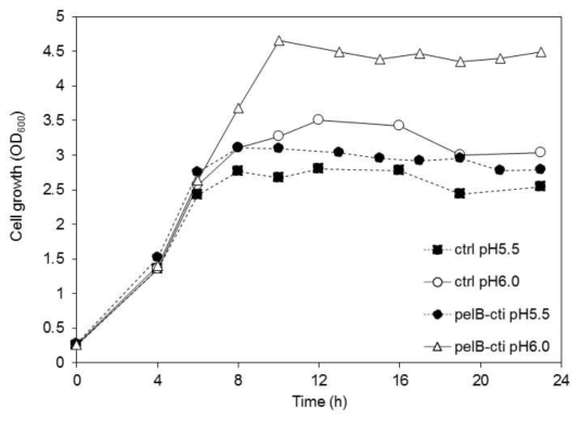 pH 6.0과 5.5에서의 PALK(pMS3)와 PALK(pMS3-pelB-cti) 균주의 유가식 발효 결과