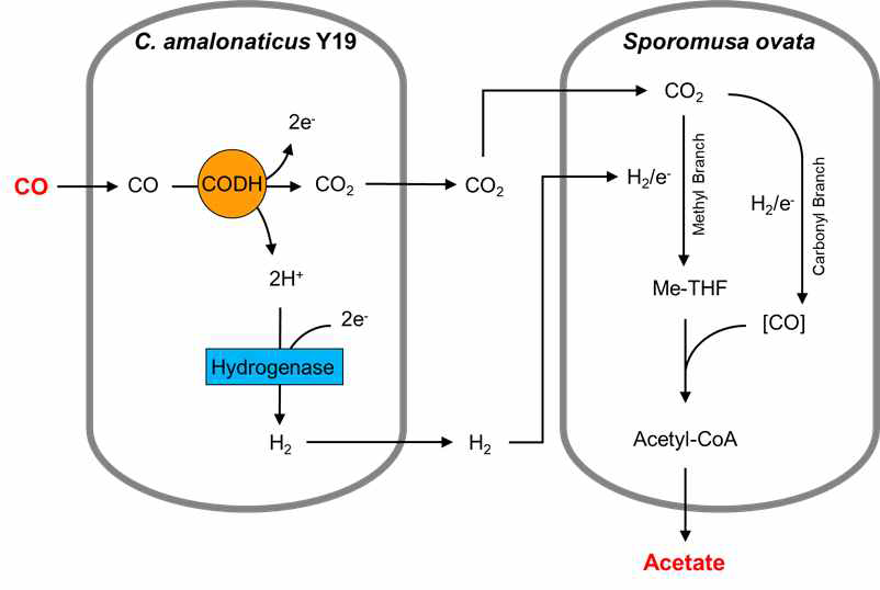 CO로부터 아세테이트 생산을 위한 Y19과 ovate의 syntrophic interaction 모델