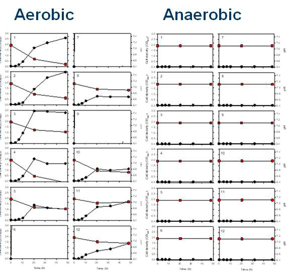Aerobic condition과 anaerobic condition에서의 배양 시 cell growth model