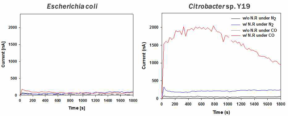 Chronoamperommety 이용한 Citrobactor Amalonaticus Y19과 E. Coli strain의 응답 비교
