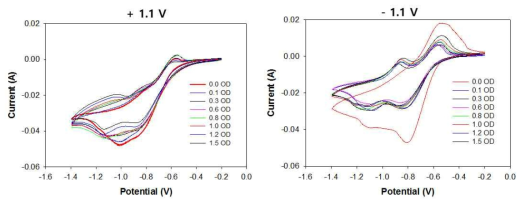 C. Amalonaticu Y19 균주의 농도에 따른 CV 비교 그래프 (5mM Methyl Viologen)