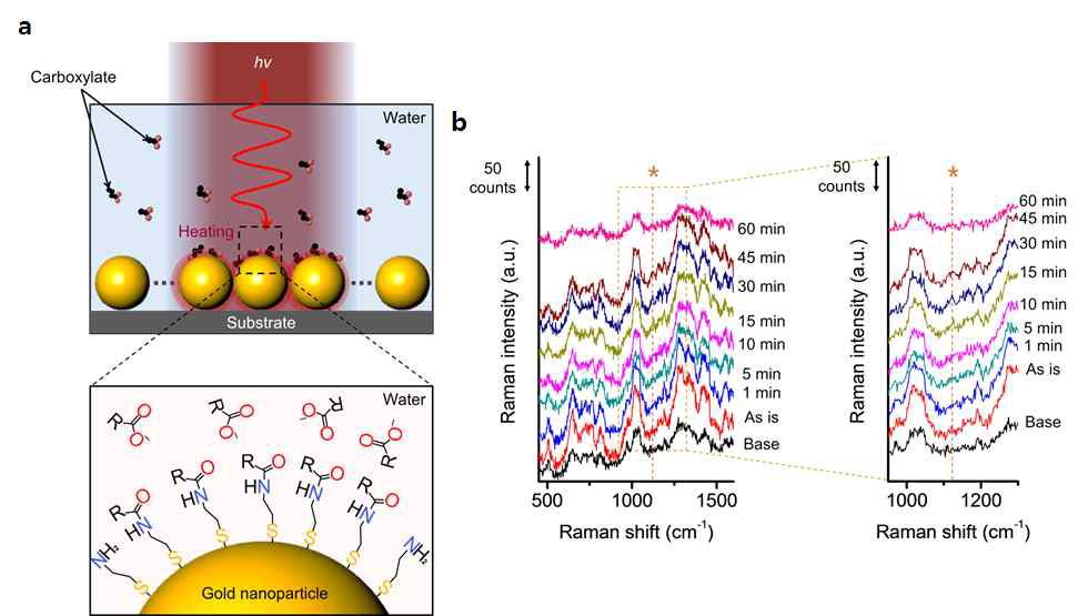 (a) 레이저 조사에 의해 금 나노입자에서 발생하는 광열효과를 활용하여 표면의 아민기 (-NH2)와 대사산물의 카르복실기 (-COOH) 사이에 아마이드 결합 형성 (b) 레이저 조사 시간에 따른 분자 신호 측정