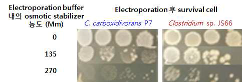 Osmotic stabilizer의 농도가 다른 electroporation buffer를 첨가 하여 제작한 electro-competent cell의 electroporation 후 survival rate