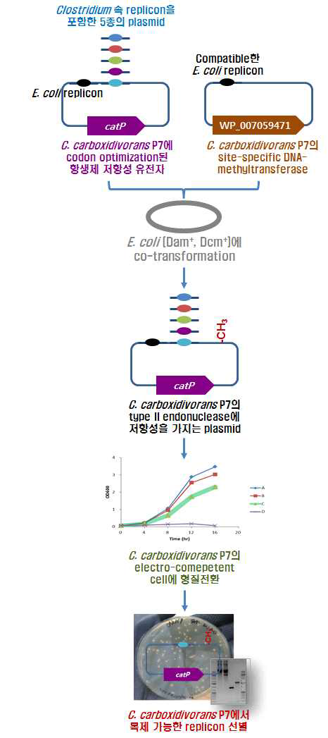 C. carboxidivorans P7과 Clostridium sp. JS66에 형질전환 가능한 E. coli shuttle 플라스미드 선별 모식도