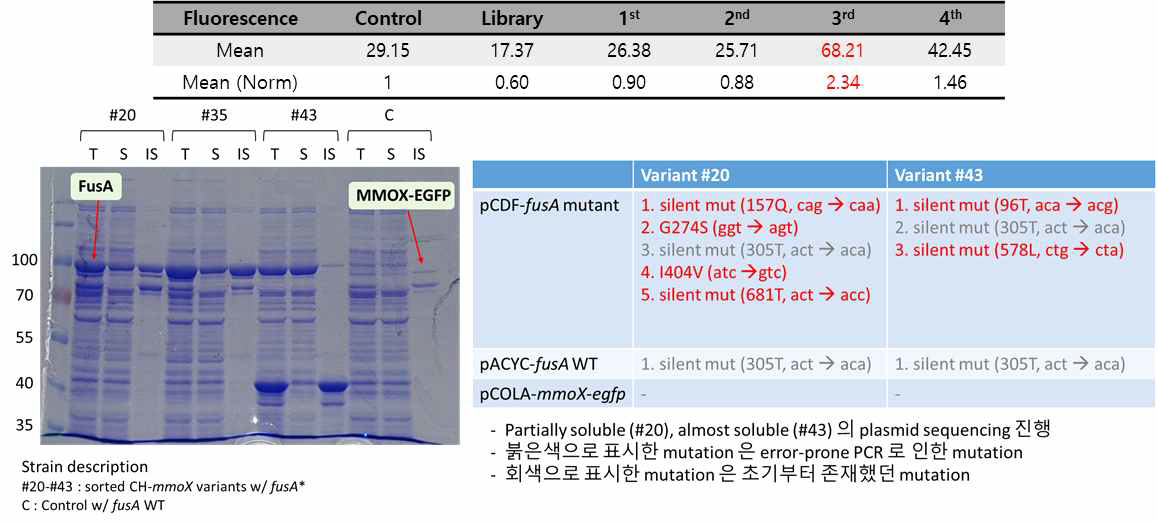 FACS를 사용한 고처리능 스크리닝과 분리된 균주의 단백질 발현 확인