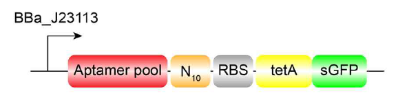 나린제닌 riboswitch의 구성