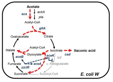 아세트산 대사 및 이타콘산 생산을 위한 전략