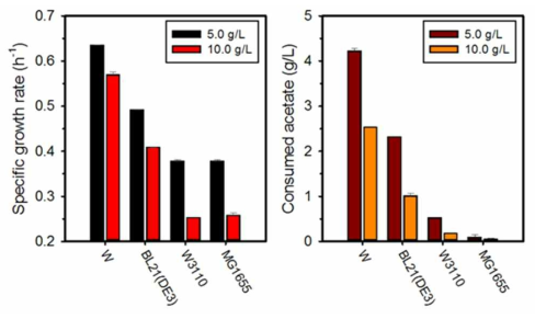 아세트산 대사 균주 선별을 위한 성장 및 대사 속도 비교