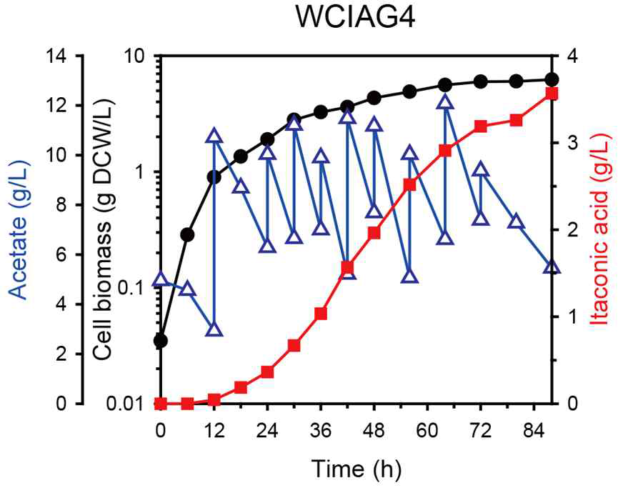 재조합 대장균 WCIAG4의 유가식 배양