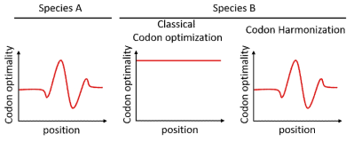 Codon harmonization 전략